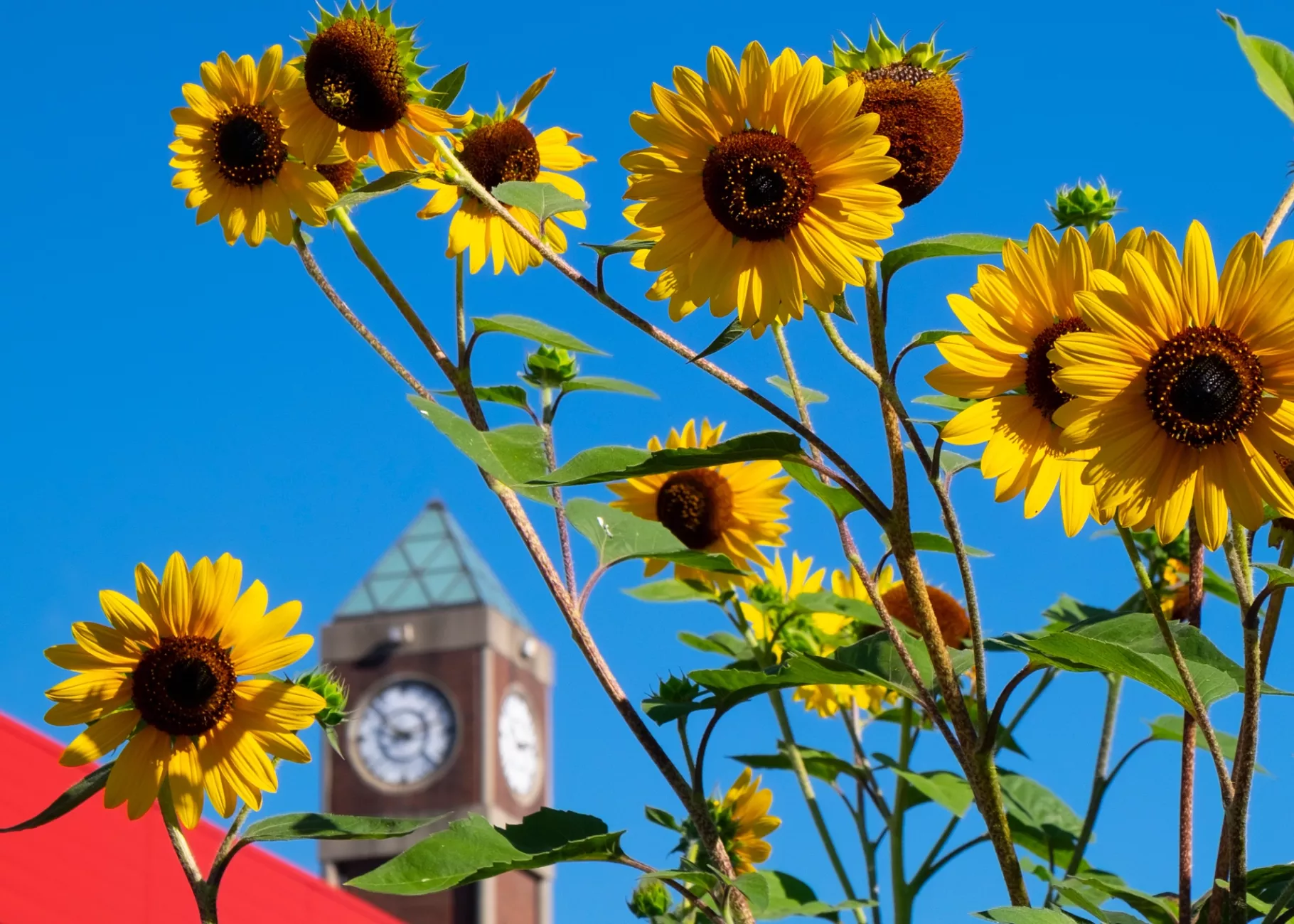 Alumni Clock Tower Fall 2022