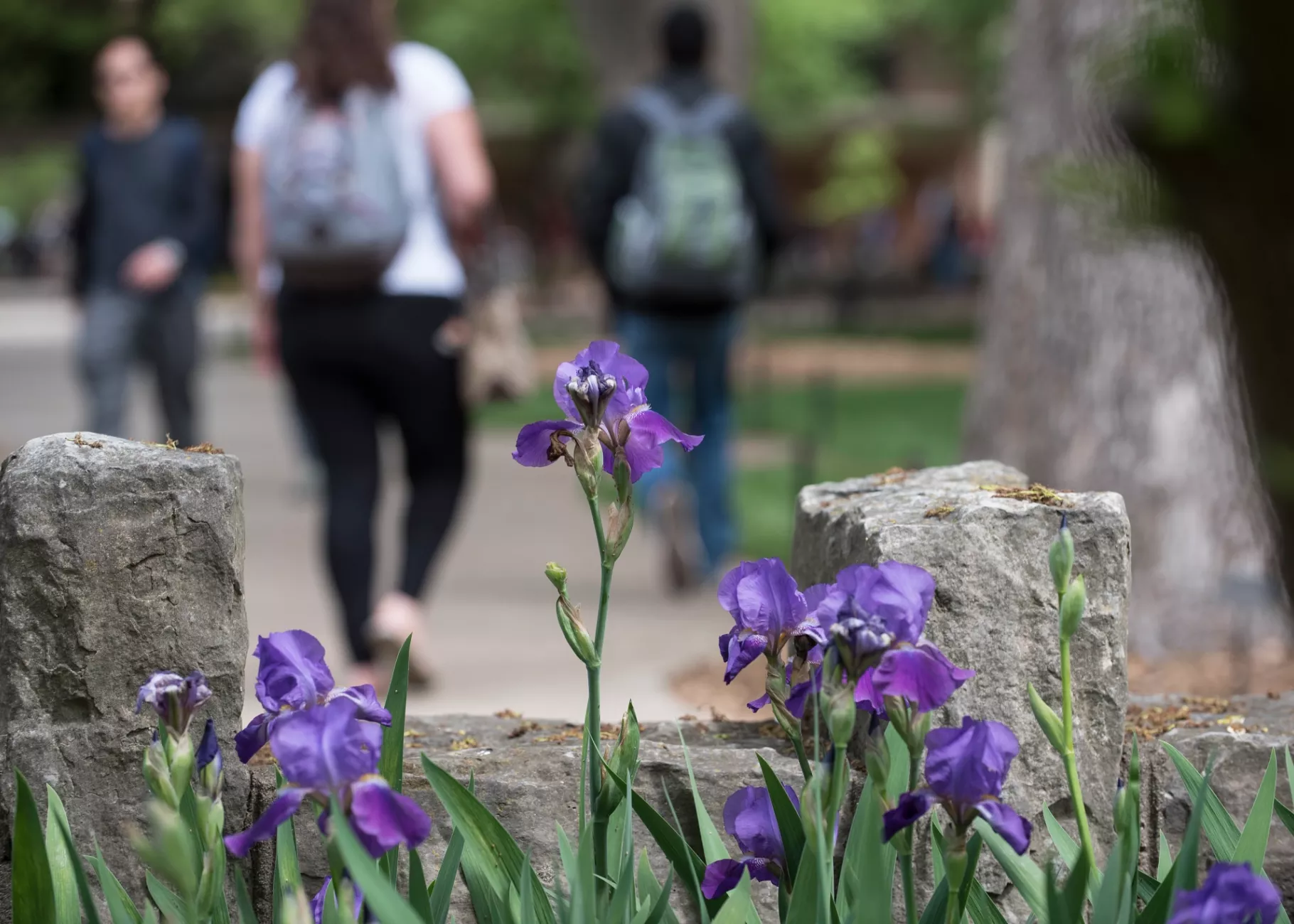 Purple flowers on Belknap Campus