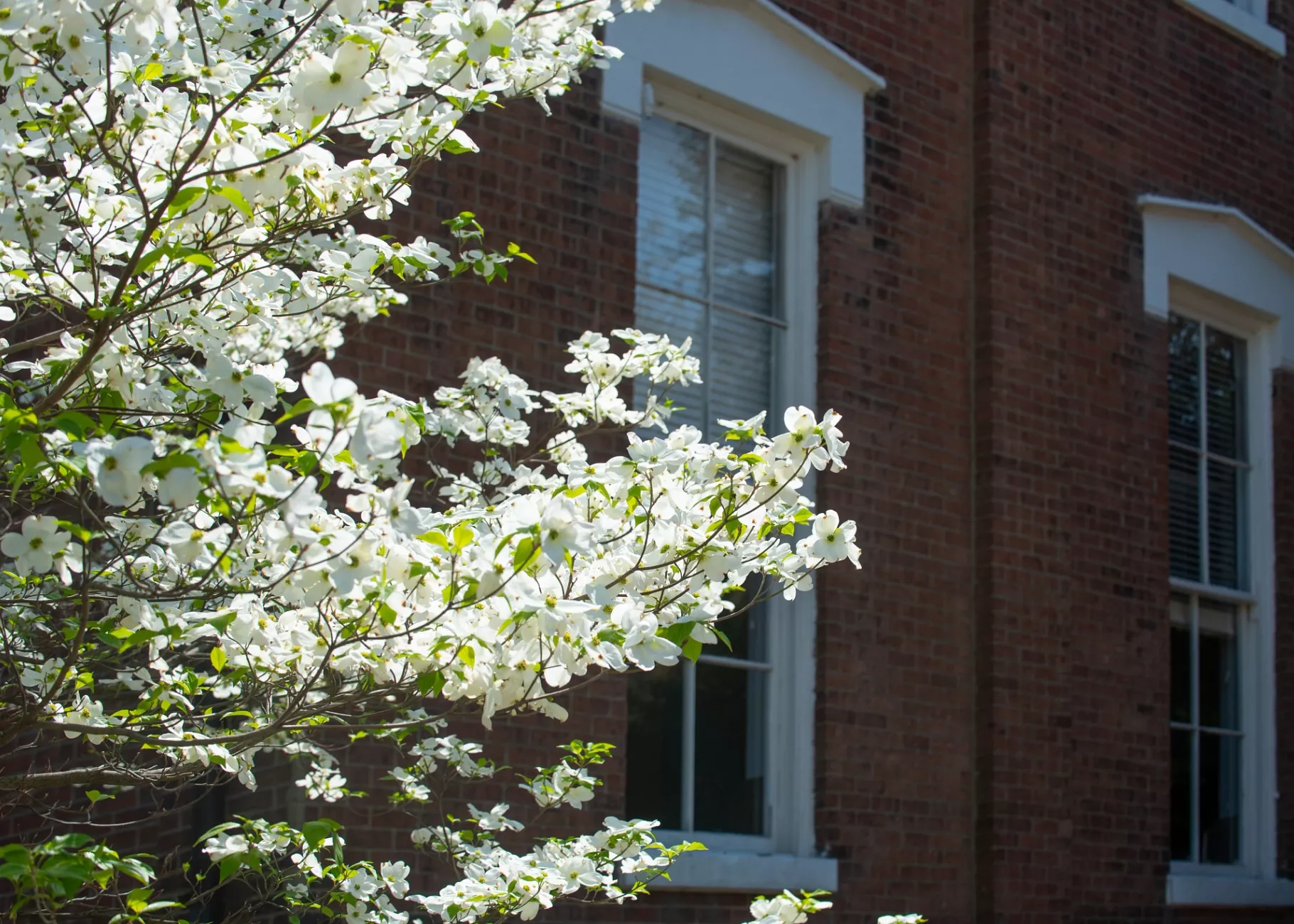 Spring blooms