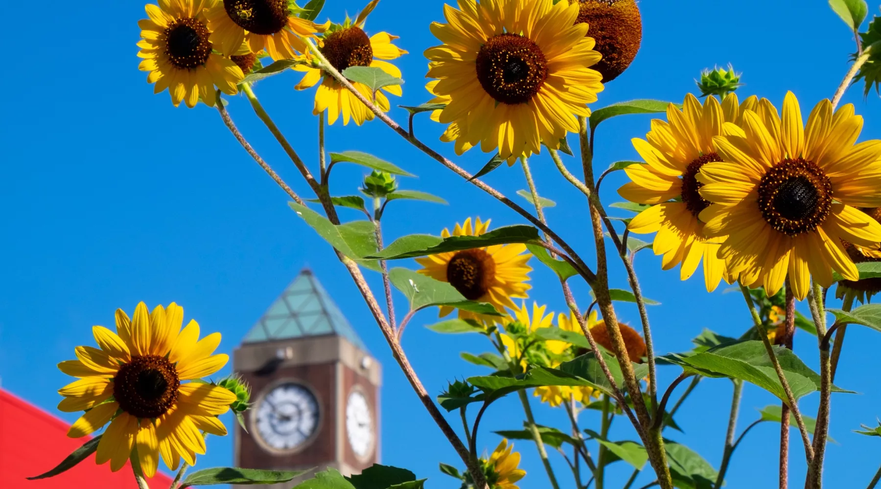 Alumni Clock Tower Fall 2022